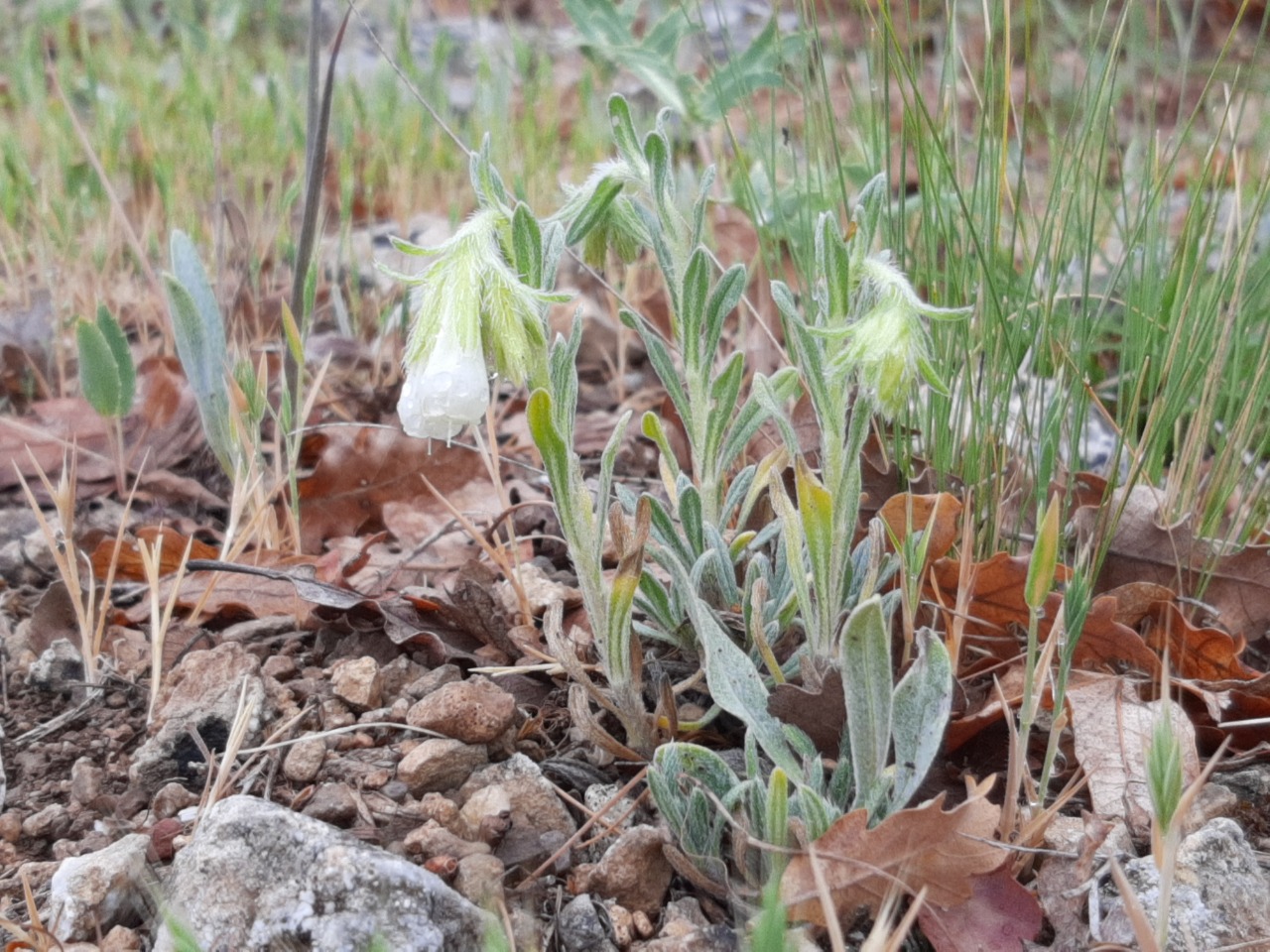 Onosma taurica