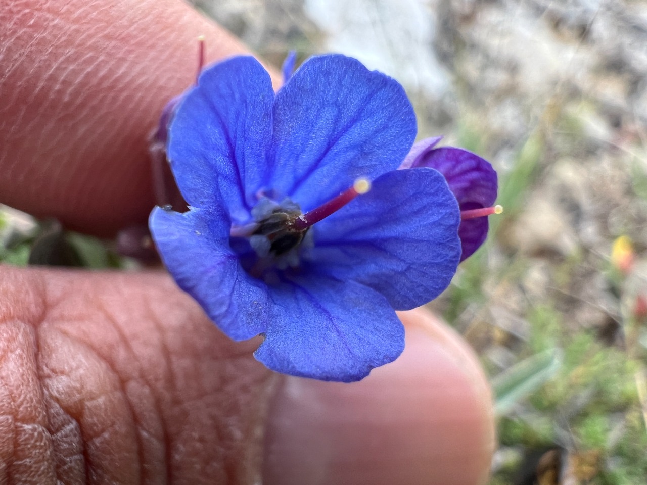 Paracaryum racemosum