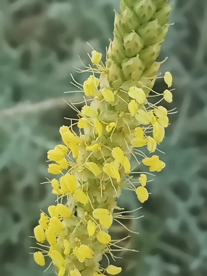 Plantago maritima