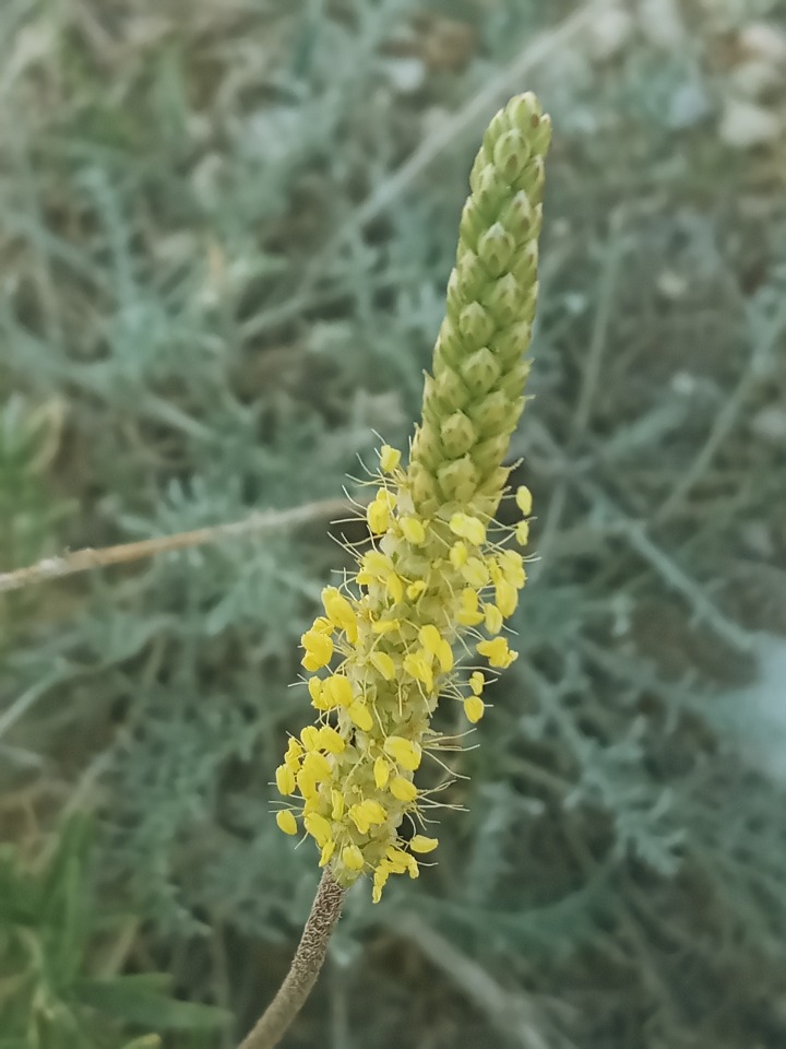 Plantago maritima