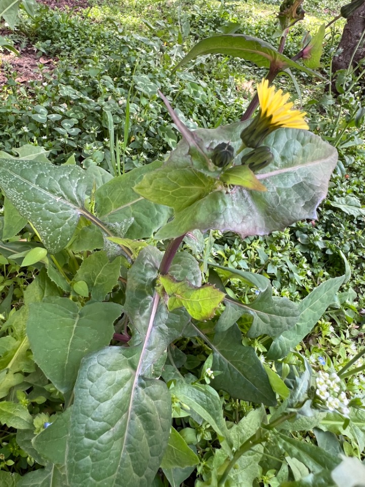 Sonchus oleraceus