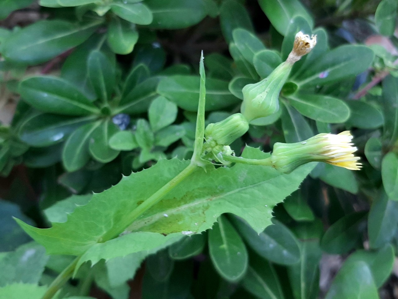 Sonchus oleraceus