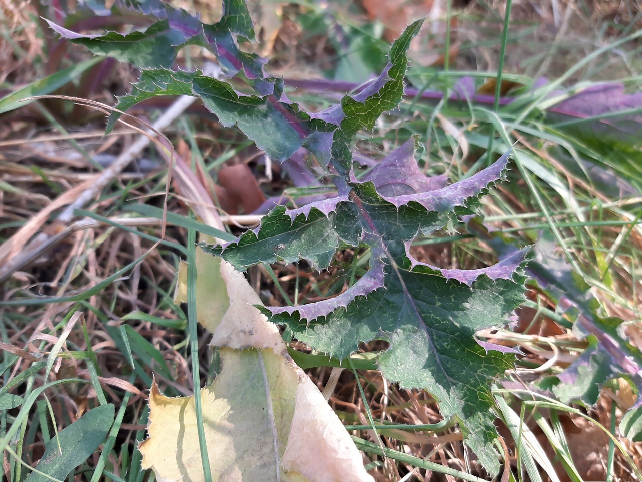 Sonchus oleraceus