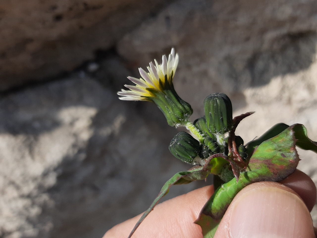 Sonchus oleraceus
