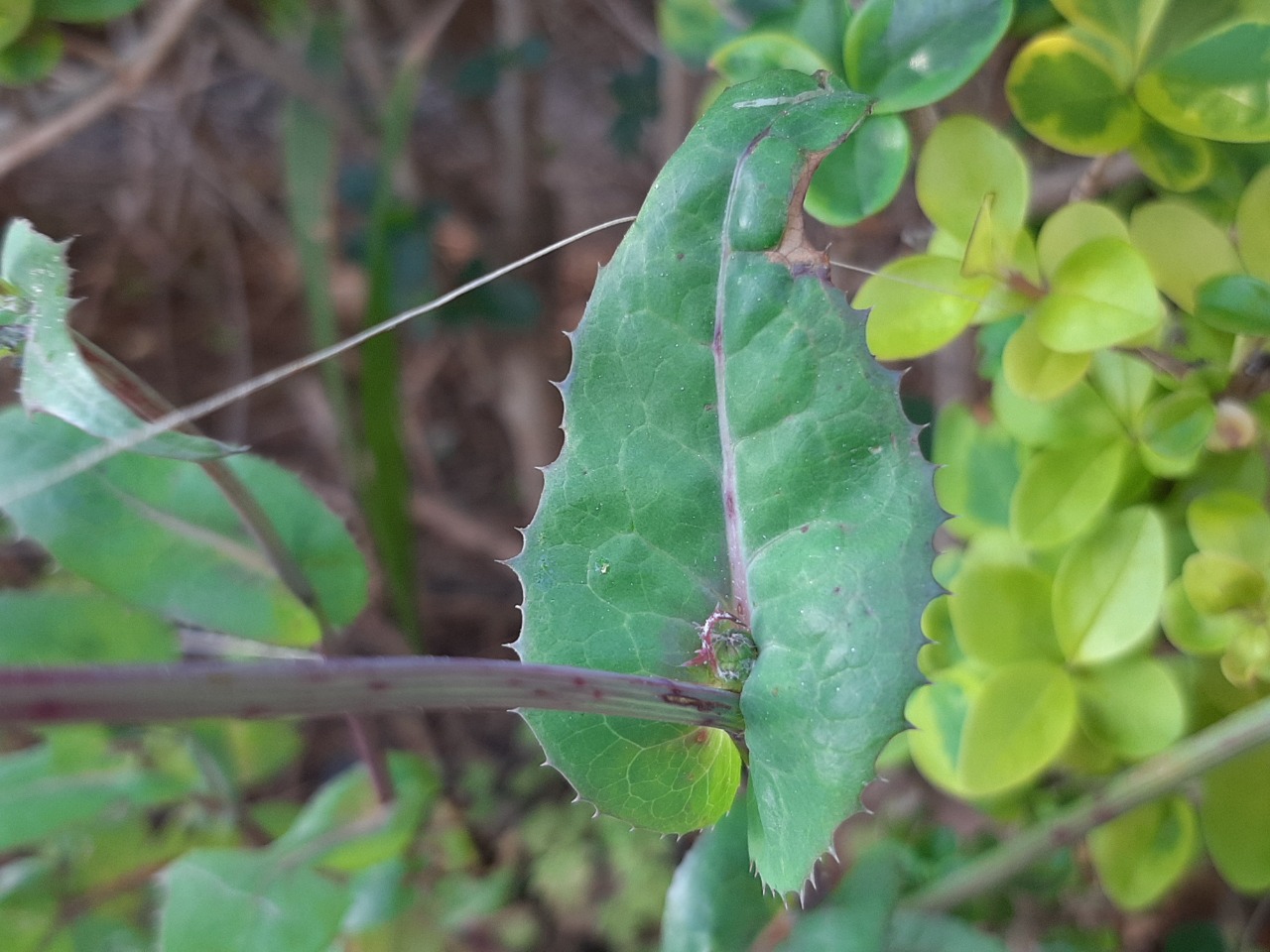 Sonchus oleraceus