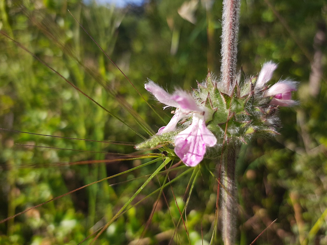 Stachys cretica