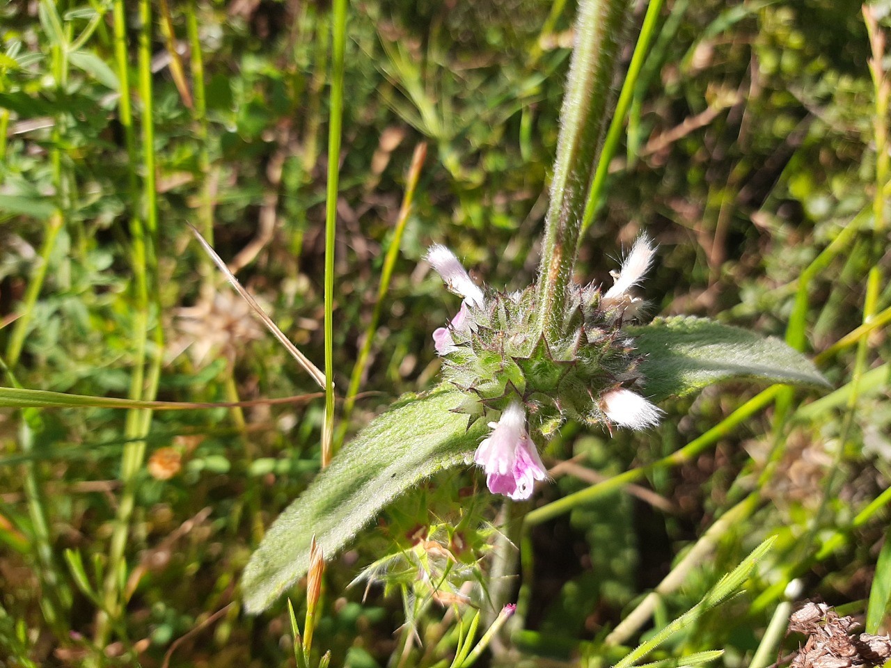 Stachys cretica