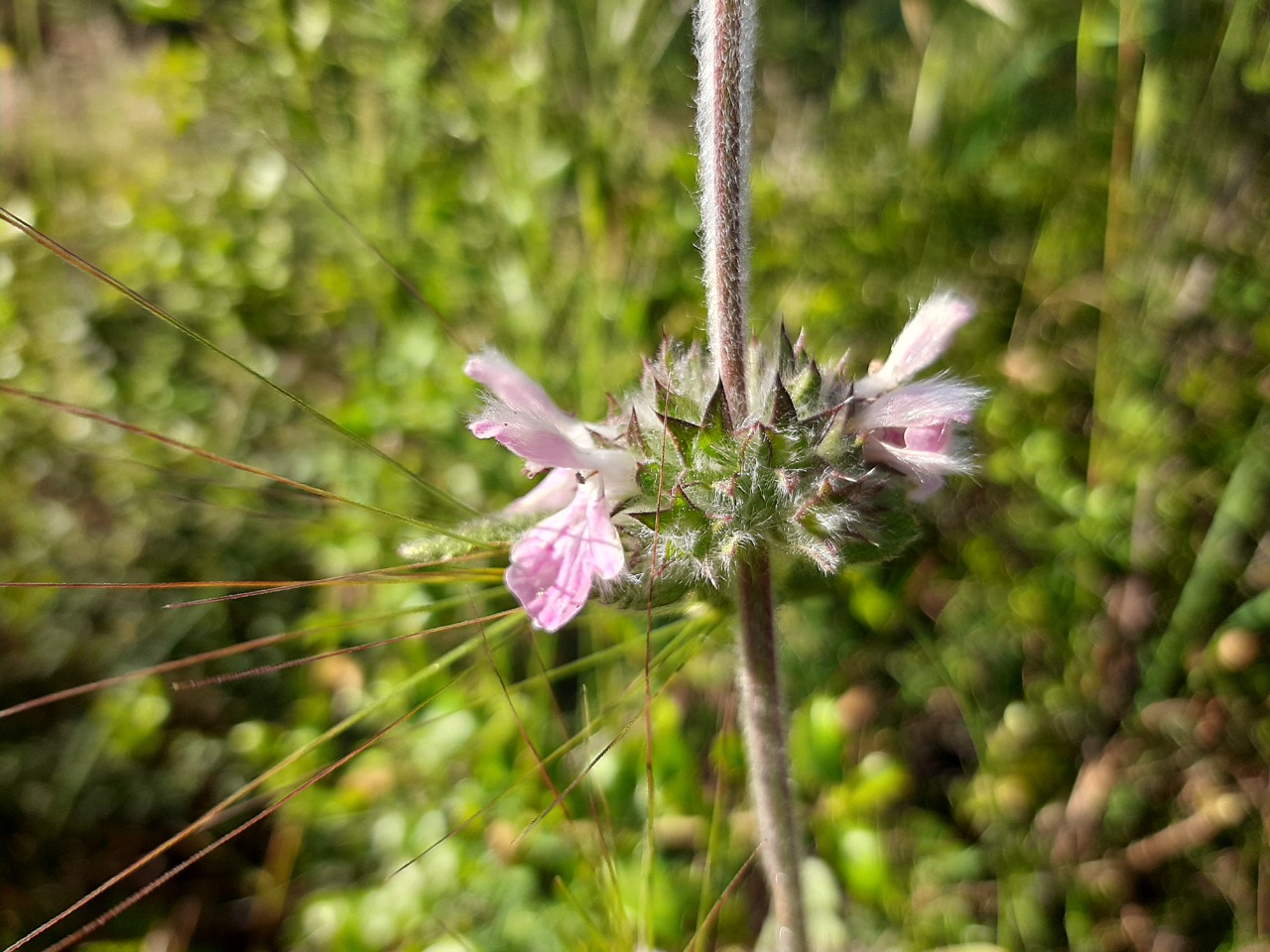 Stachys cretica