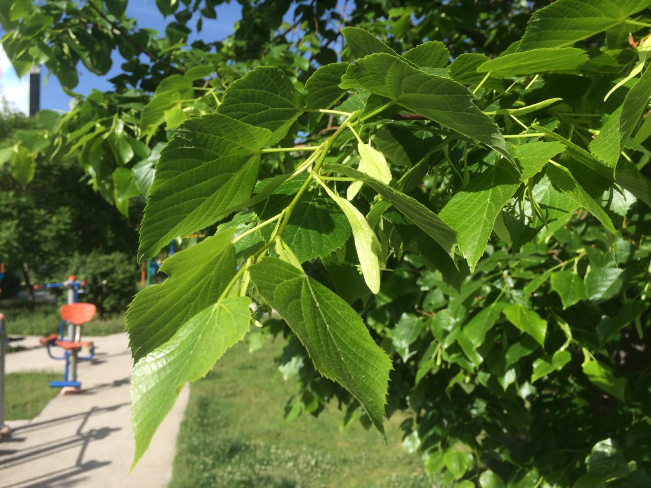 Tilia rubra