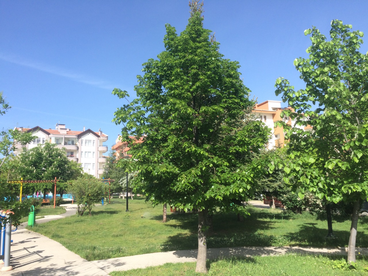 Tilia rubra