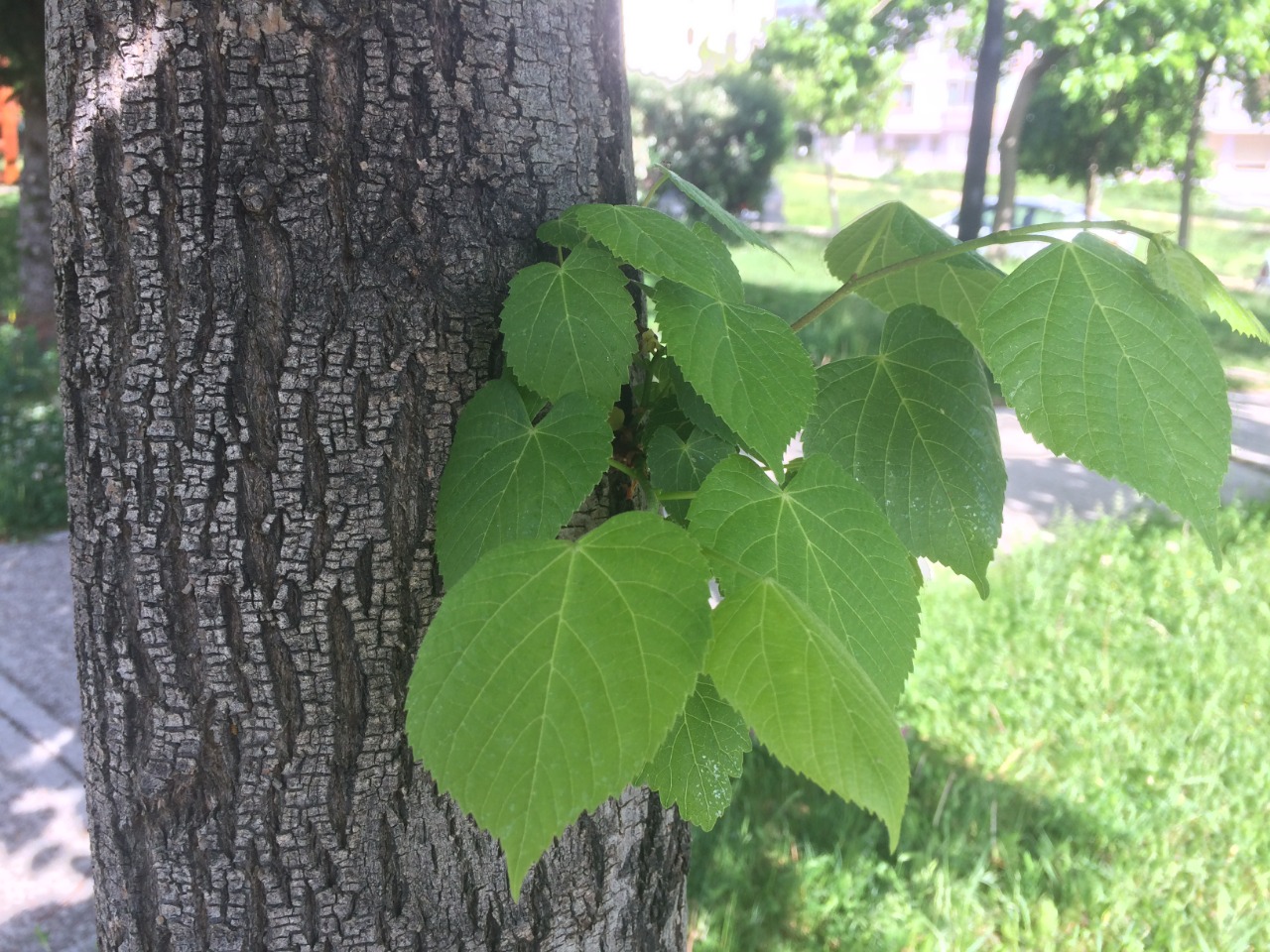 Tilia rubra