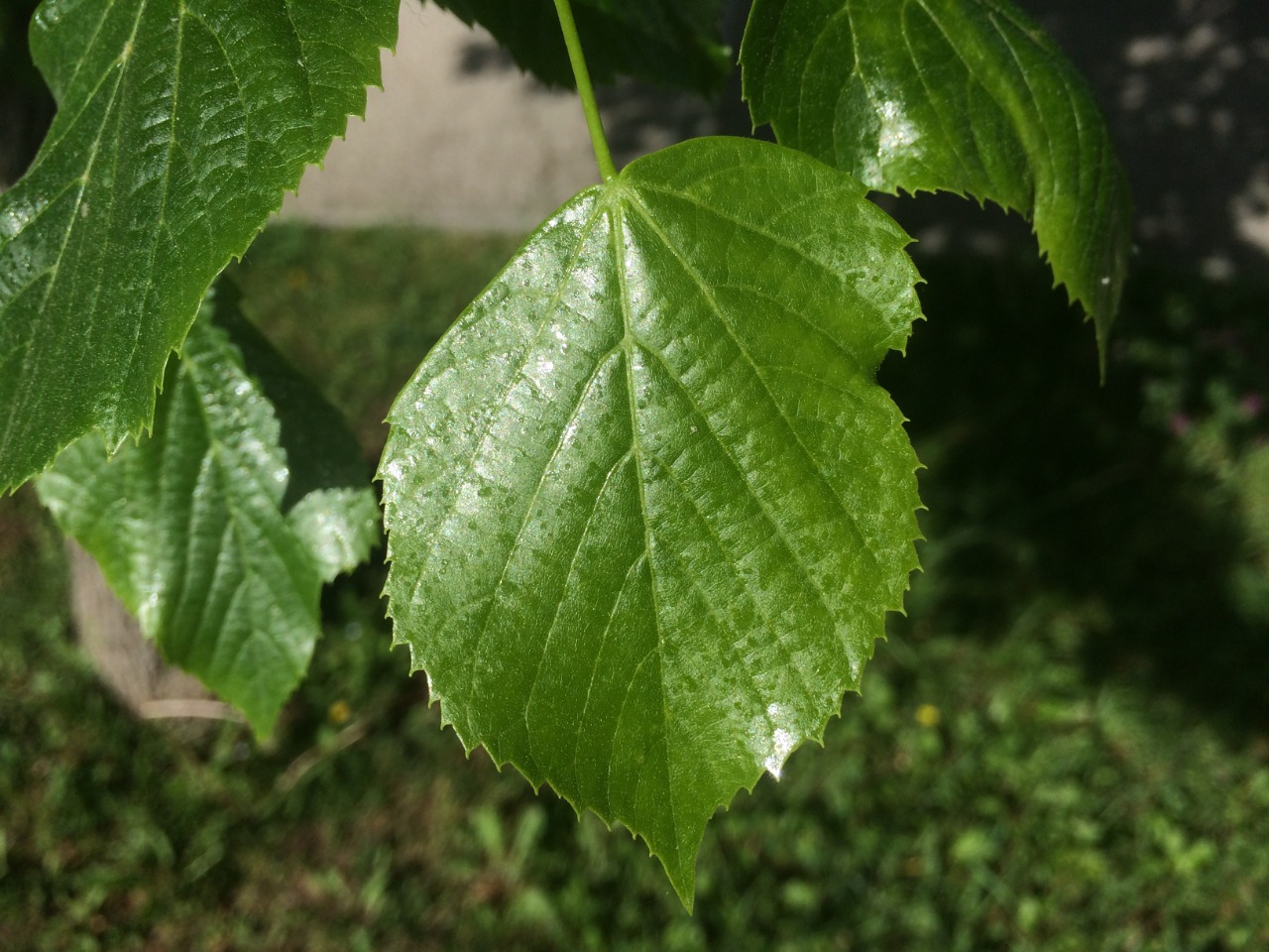 Tilia rubra
