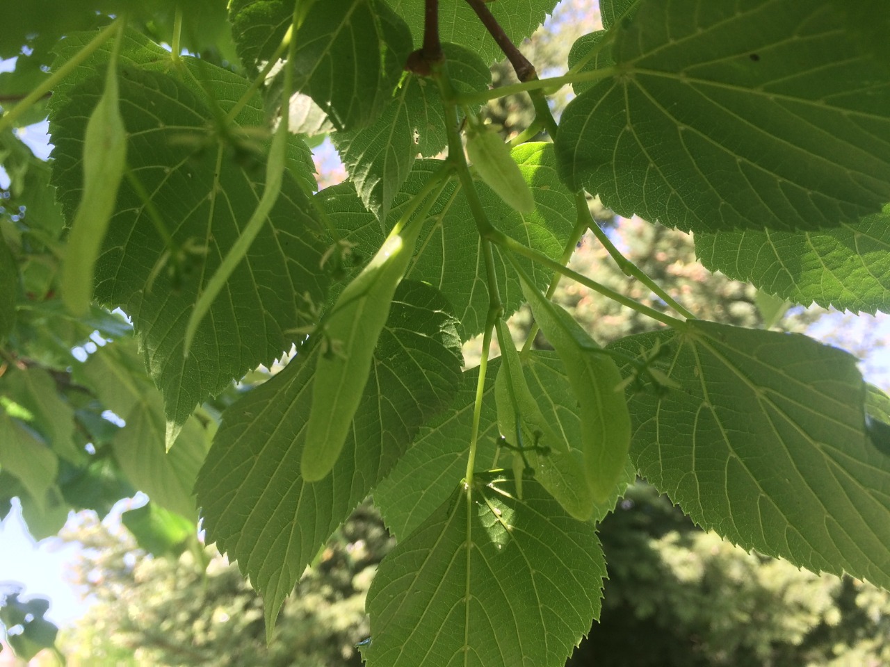 Tilia rubra