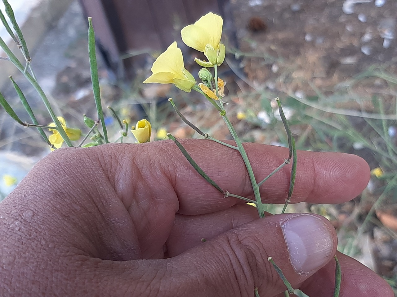 Diplotaxis tenuifolia