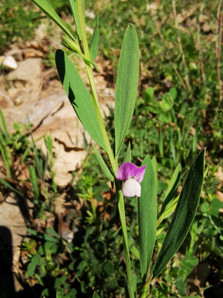Lathyrus inconspicuus
