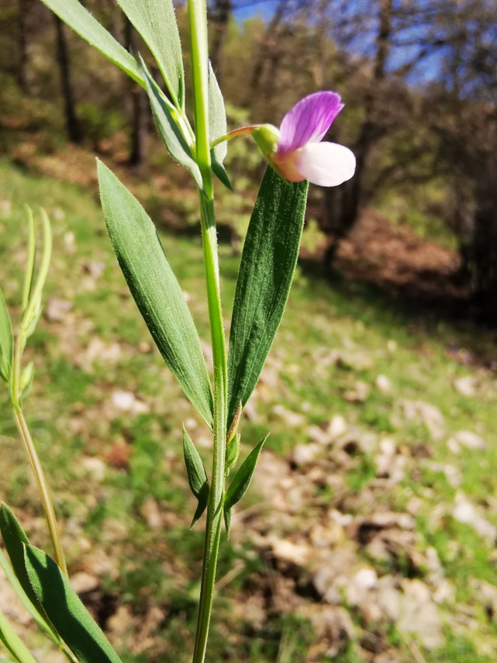 Lathyrus inconspicuus