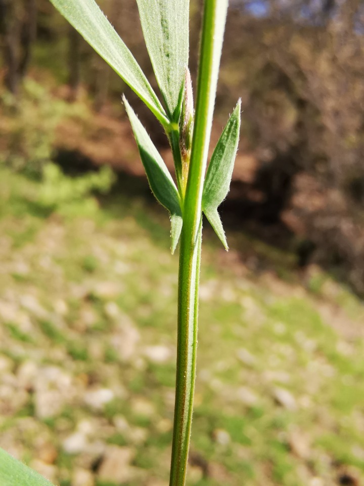 Lathyrus inconspicuus