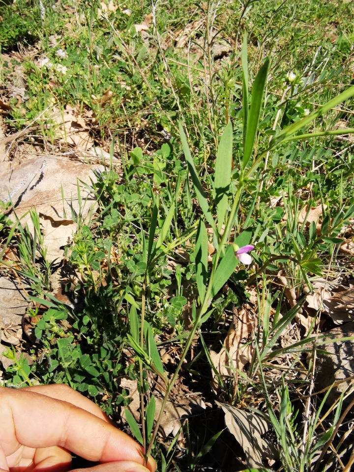 Lathyrus inconspicuus