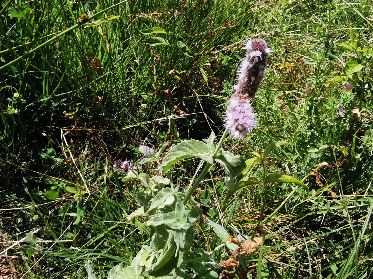 Mentha longifolia