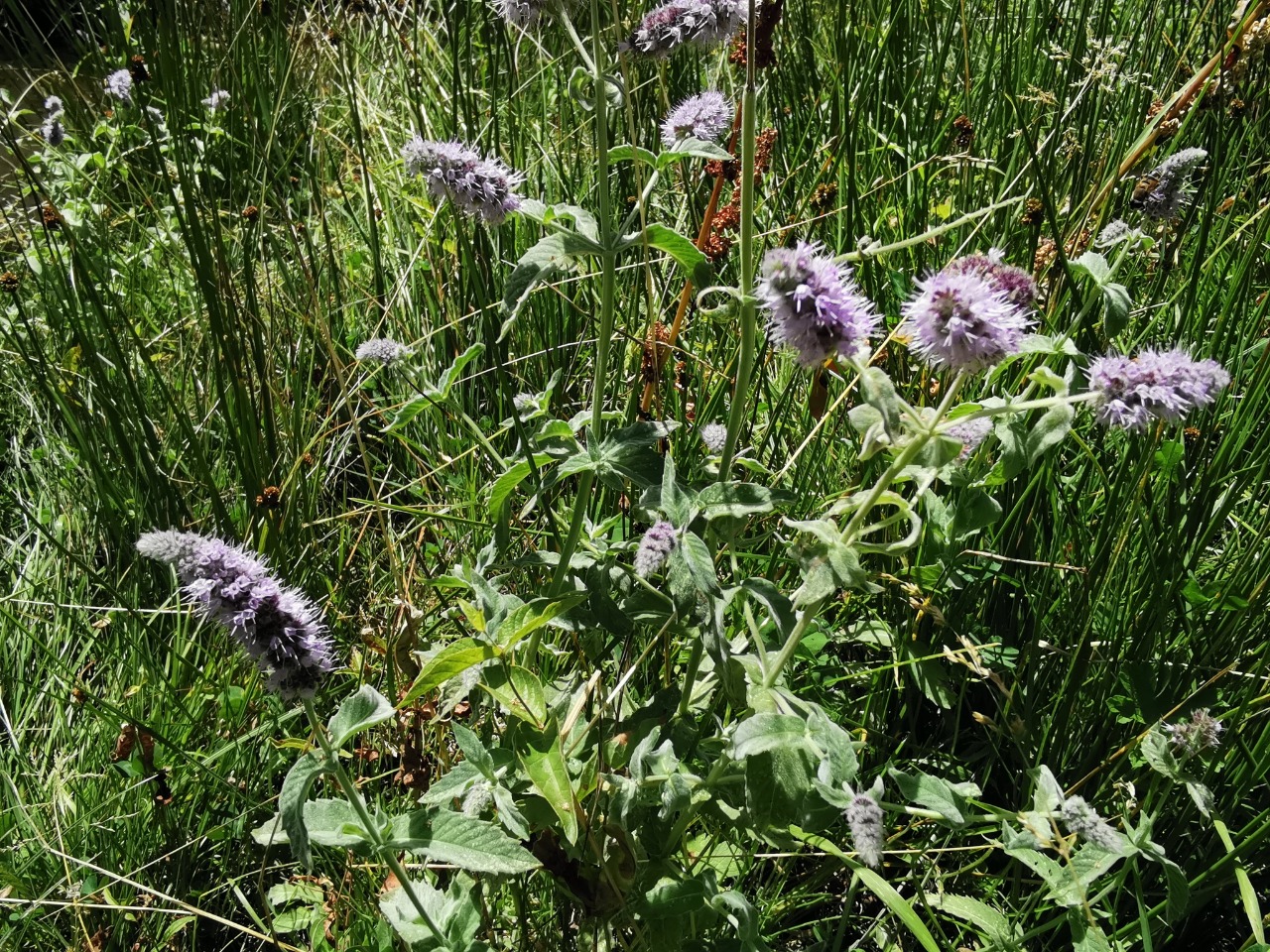 Mentha longifolia