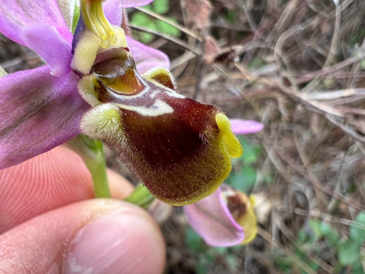 Ophrys tenthredinifera