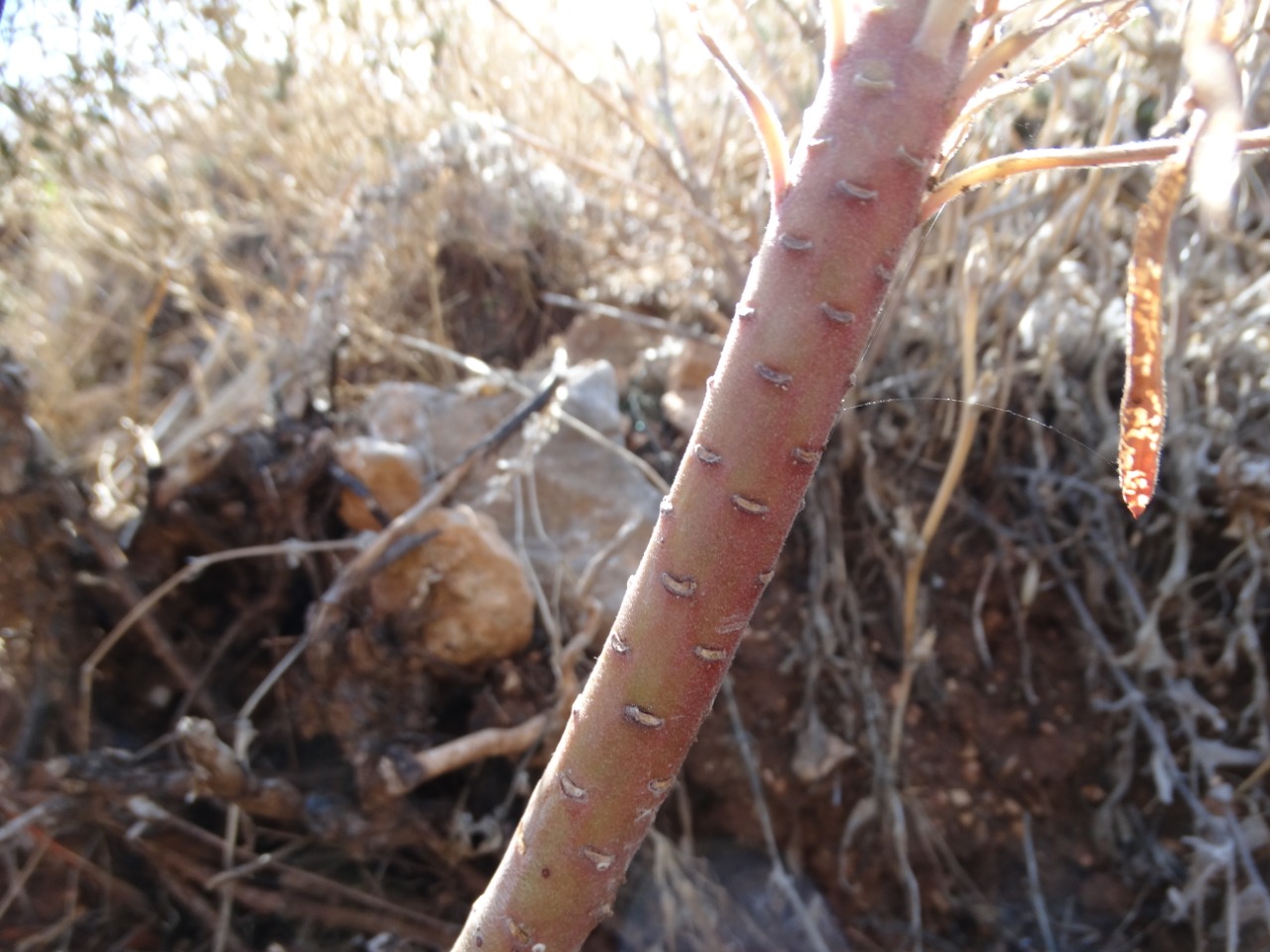 Euphorbia characias subsp. wulfenii