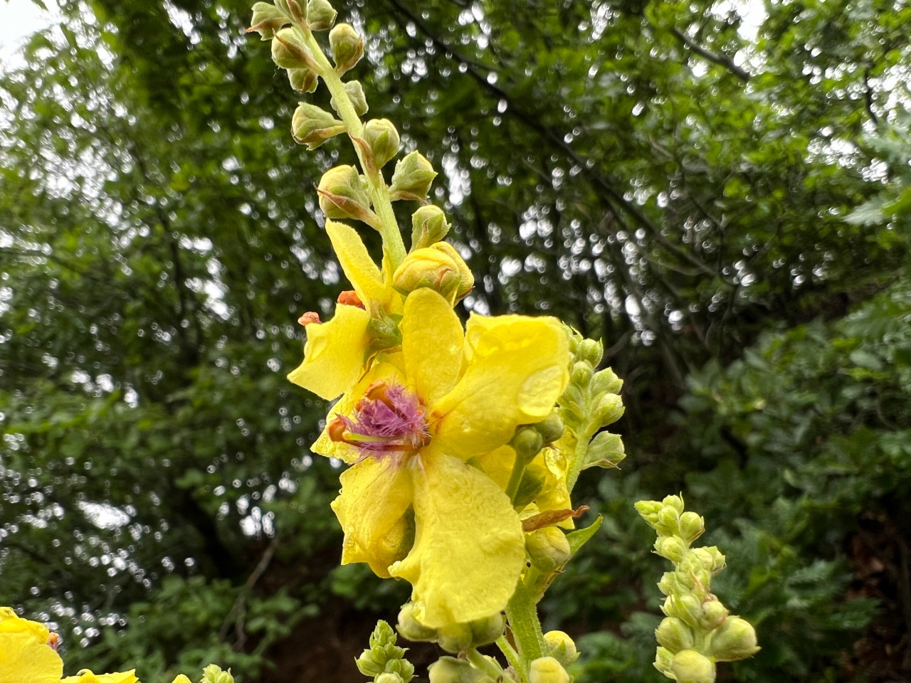 Verbascum pyramidatum