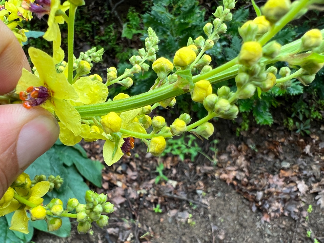 Verbascum pyramidatum