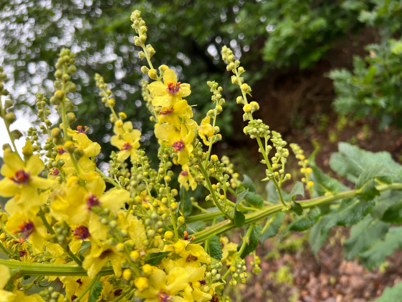 Verbascum pyramidatum