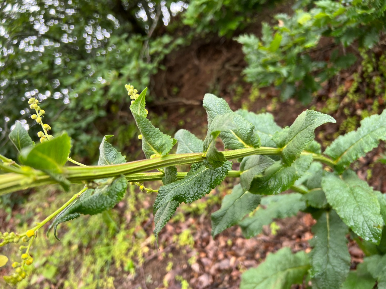 Verbascum pyramidatum