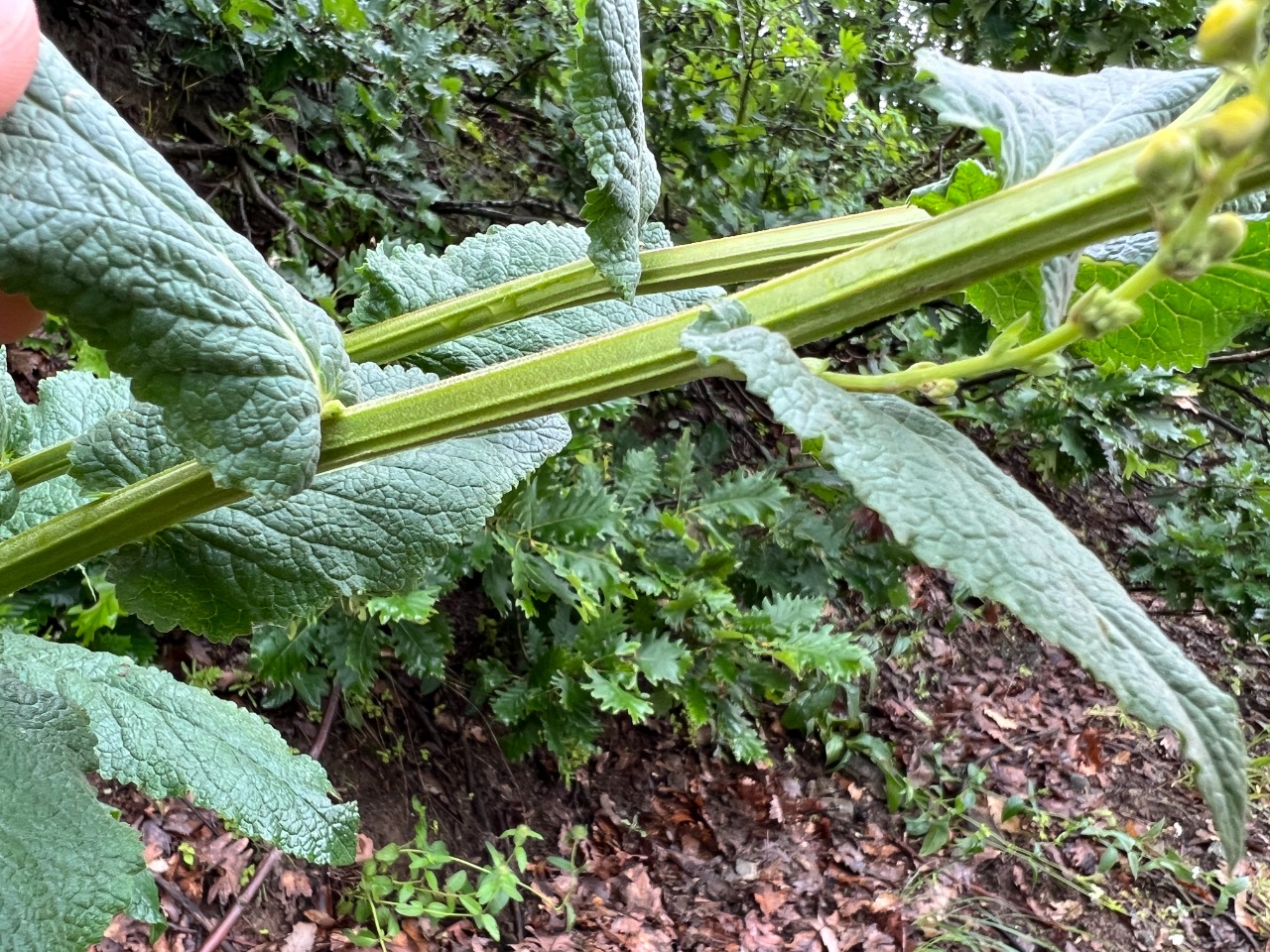 Verbascum pyramidatum