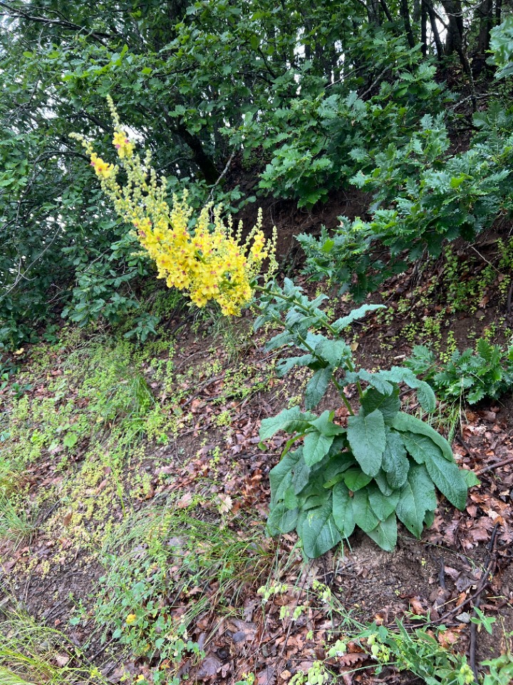 Verbascum pyramidatum