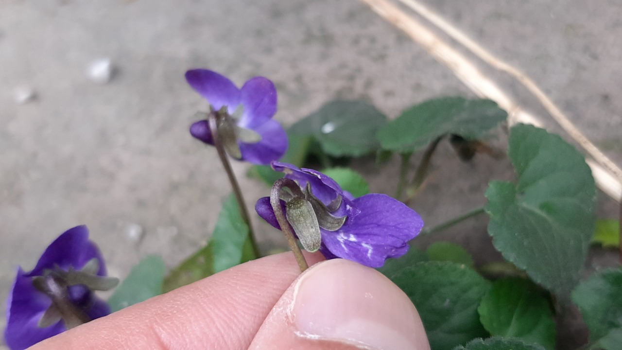 Viola odorata