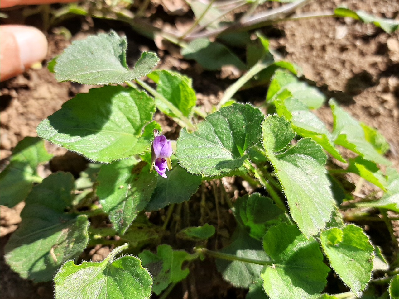 Viola odorata