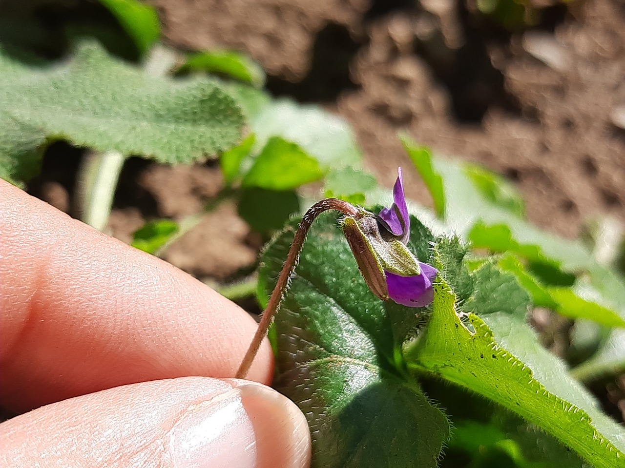 Viola odorata