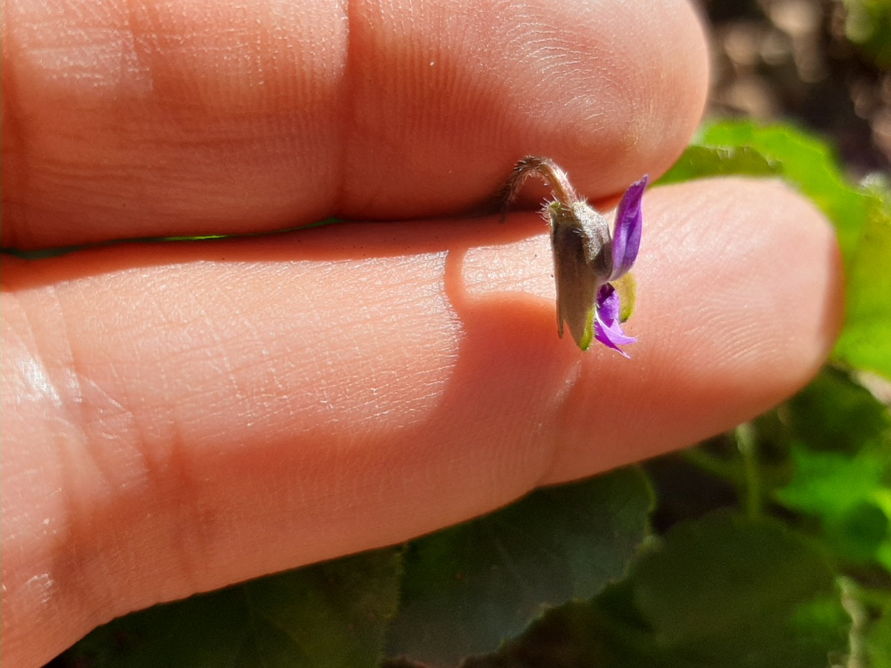 Viola odorata