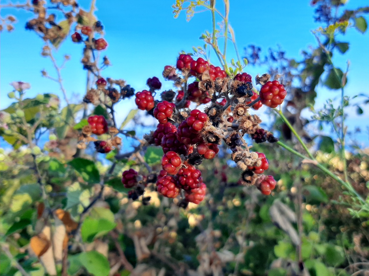 Rubus sanctus