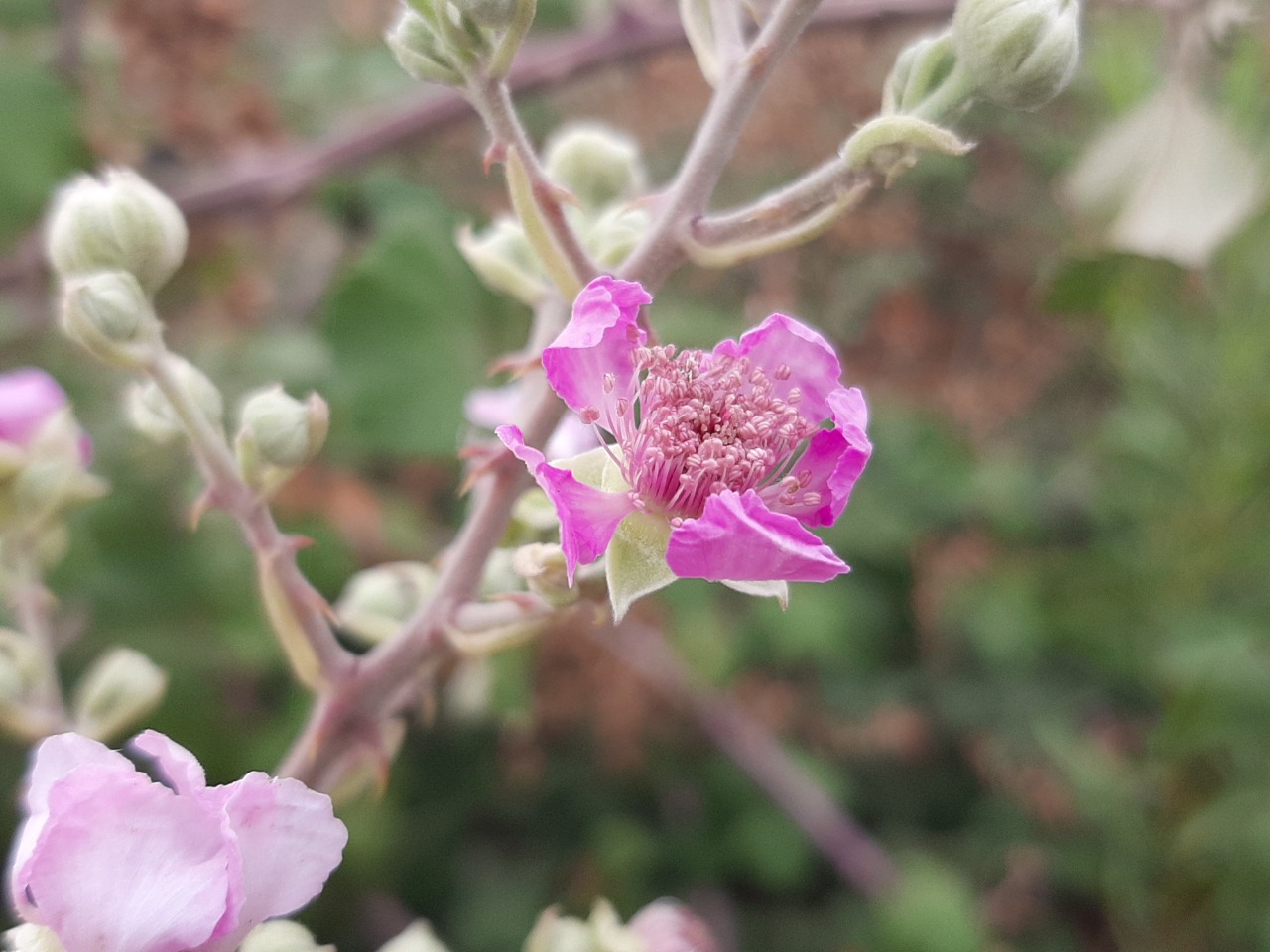 Rubus sanctus