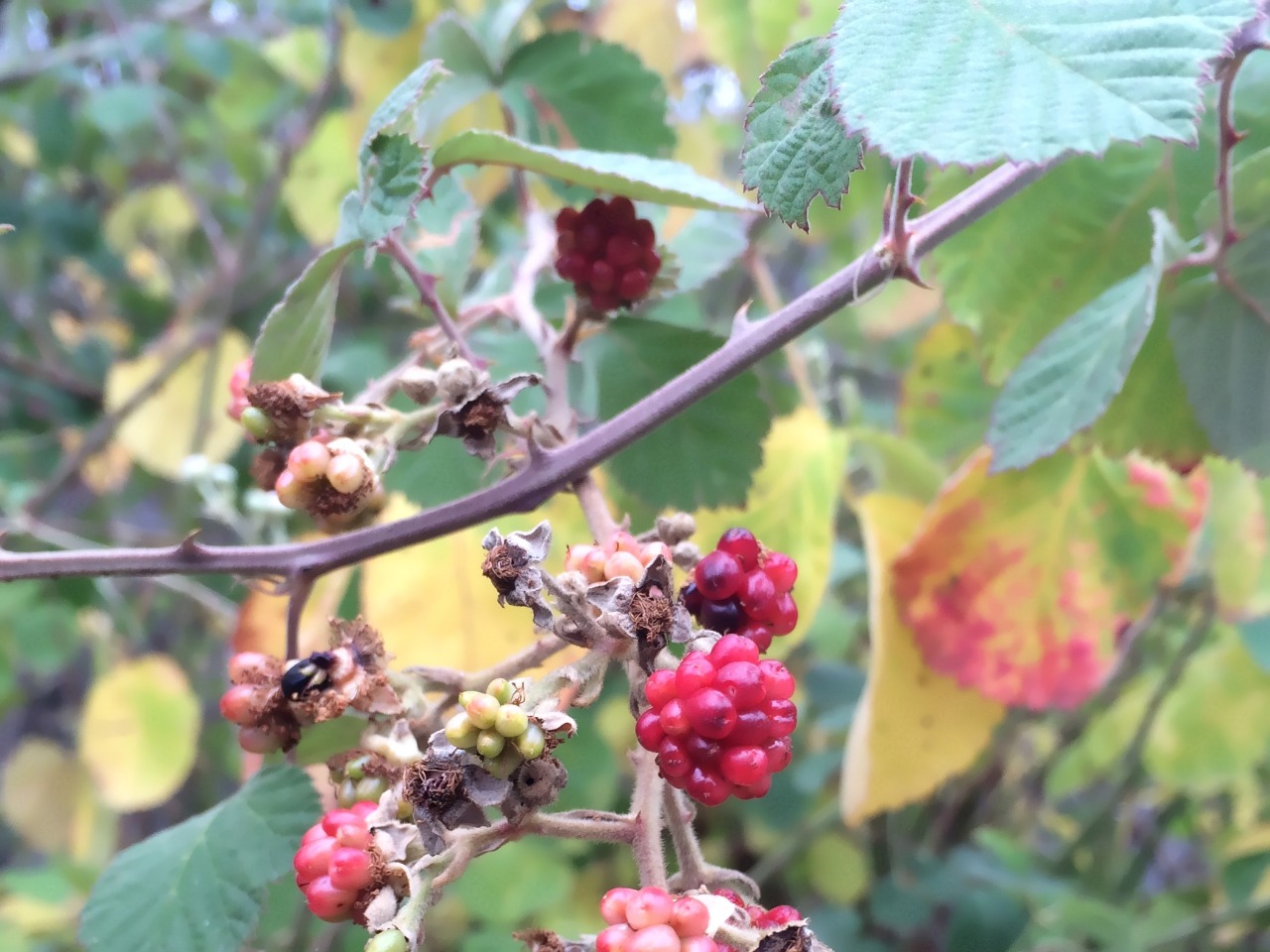 Rubus sanctus