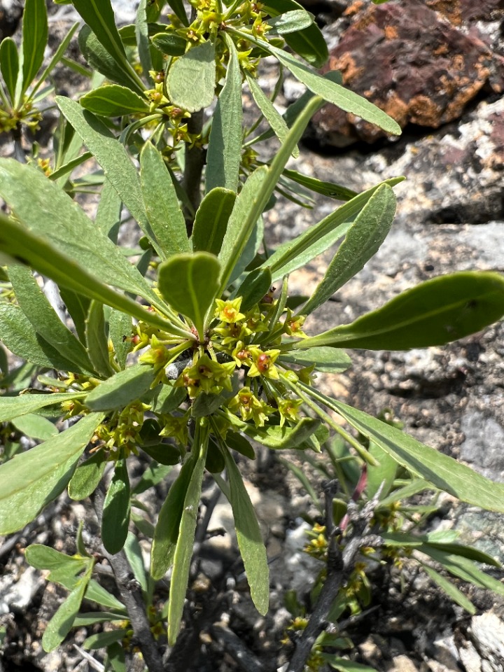 Rhamnus pallasii