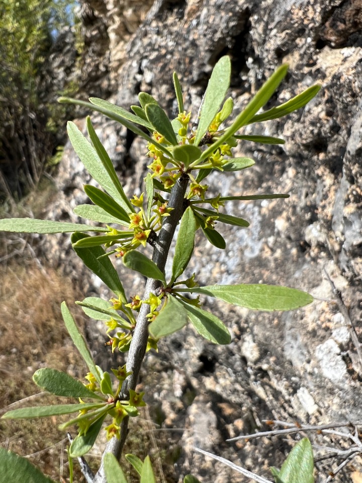 Rhamnus pallasii