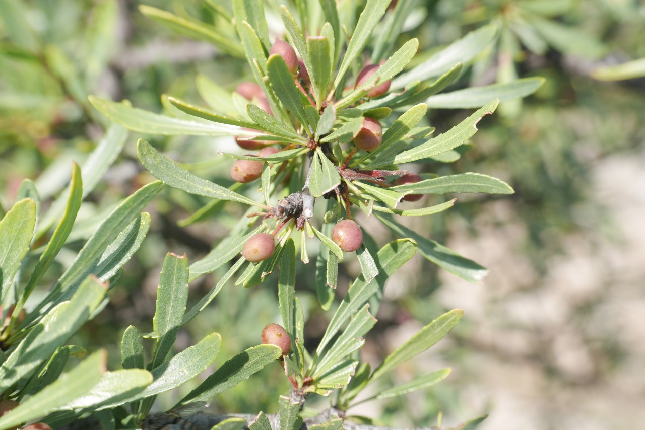 Rhamnus pallasii