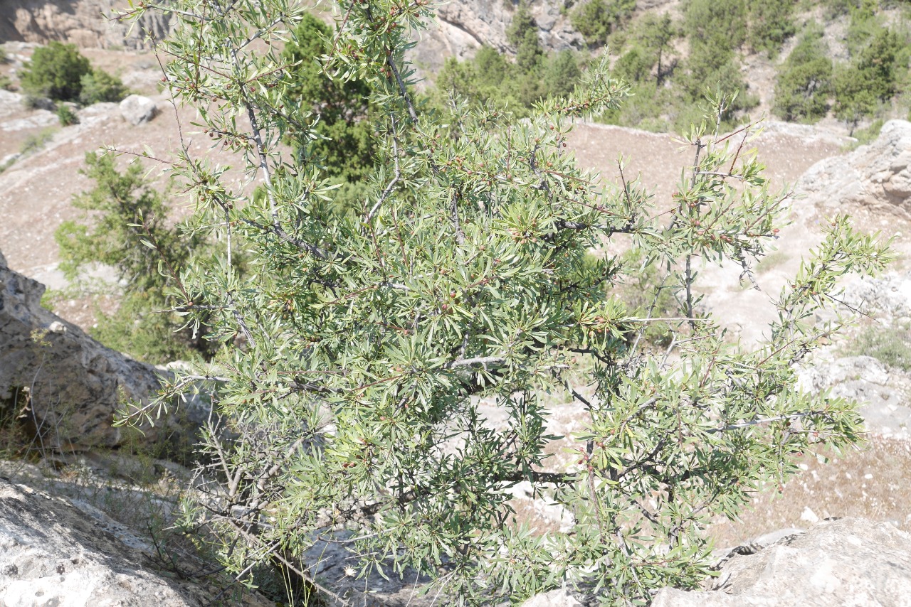 Rhamnus pallasii