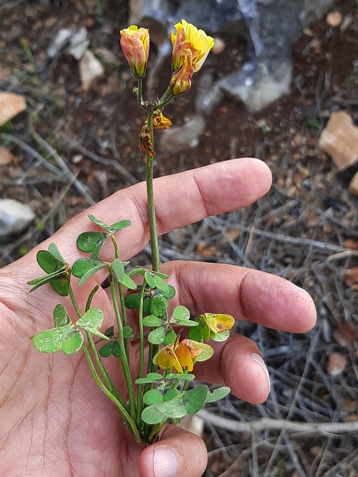 Oxalis pes-caprae f. pleniflora