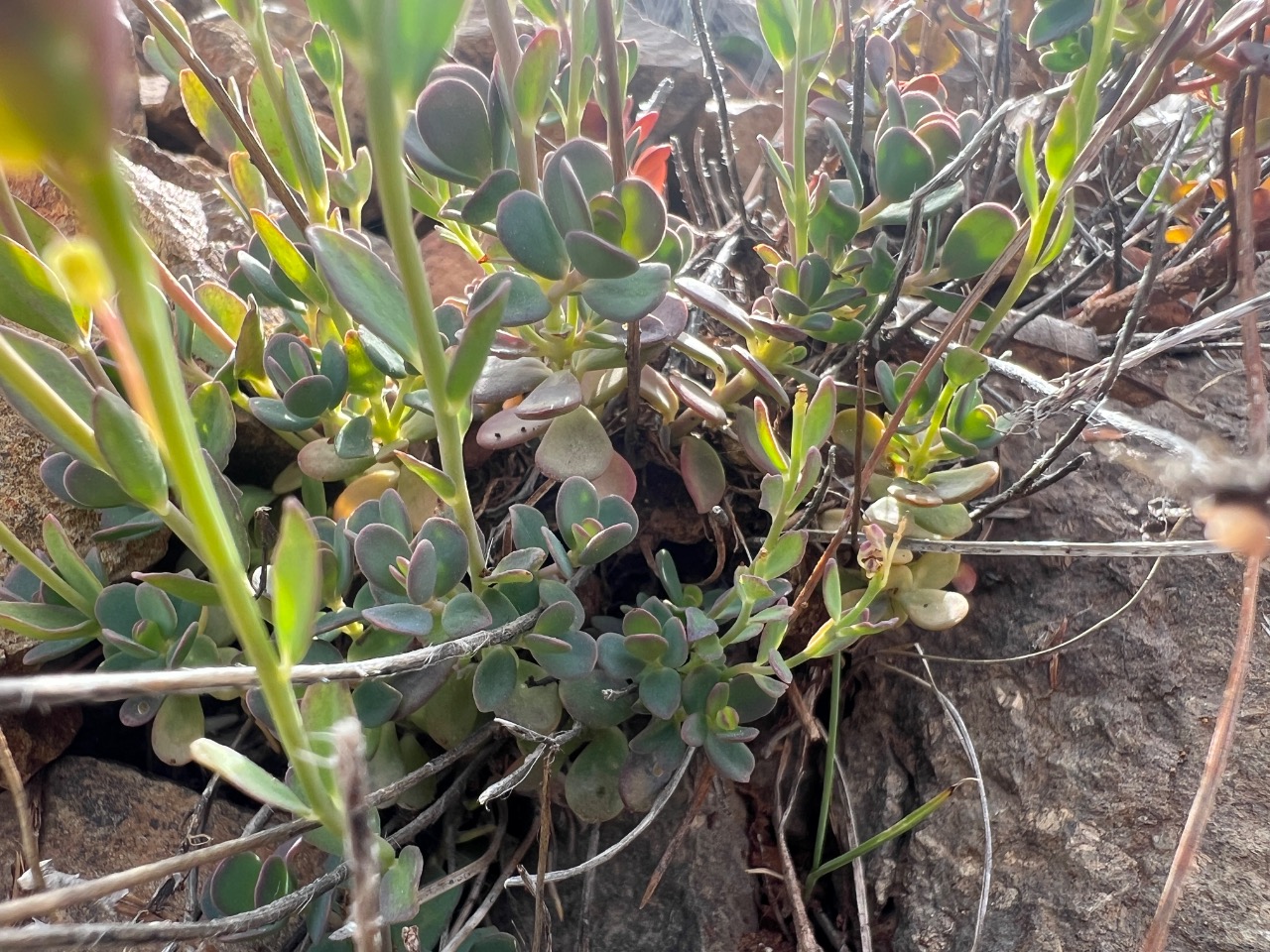 Aethionema spicatum