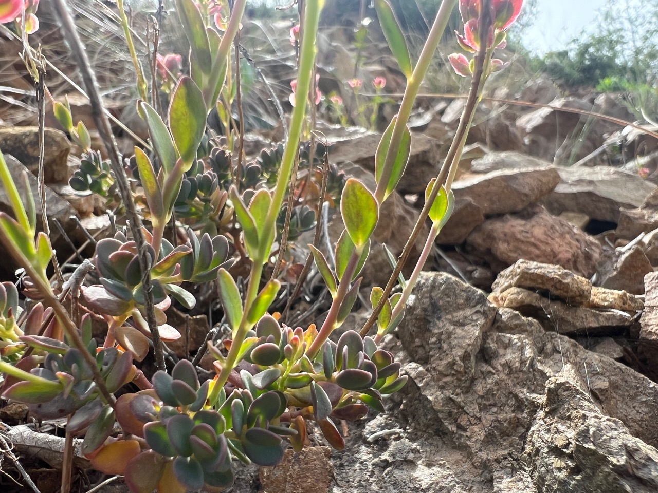 Aethionema spicatum