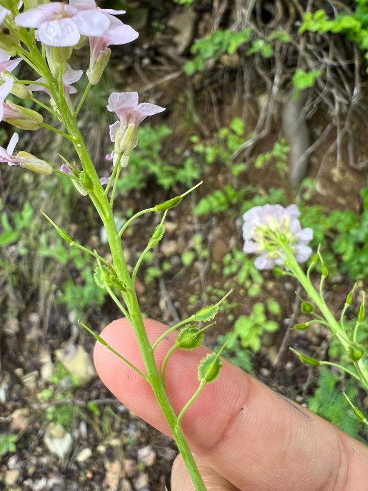 Aethionema speciosum subsp. speciosum