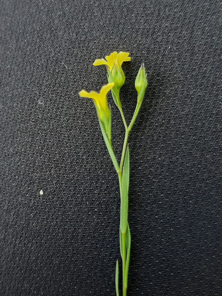 Linum corymbulosum