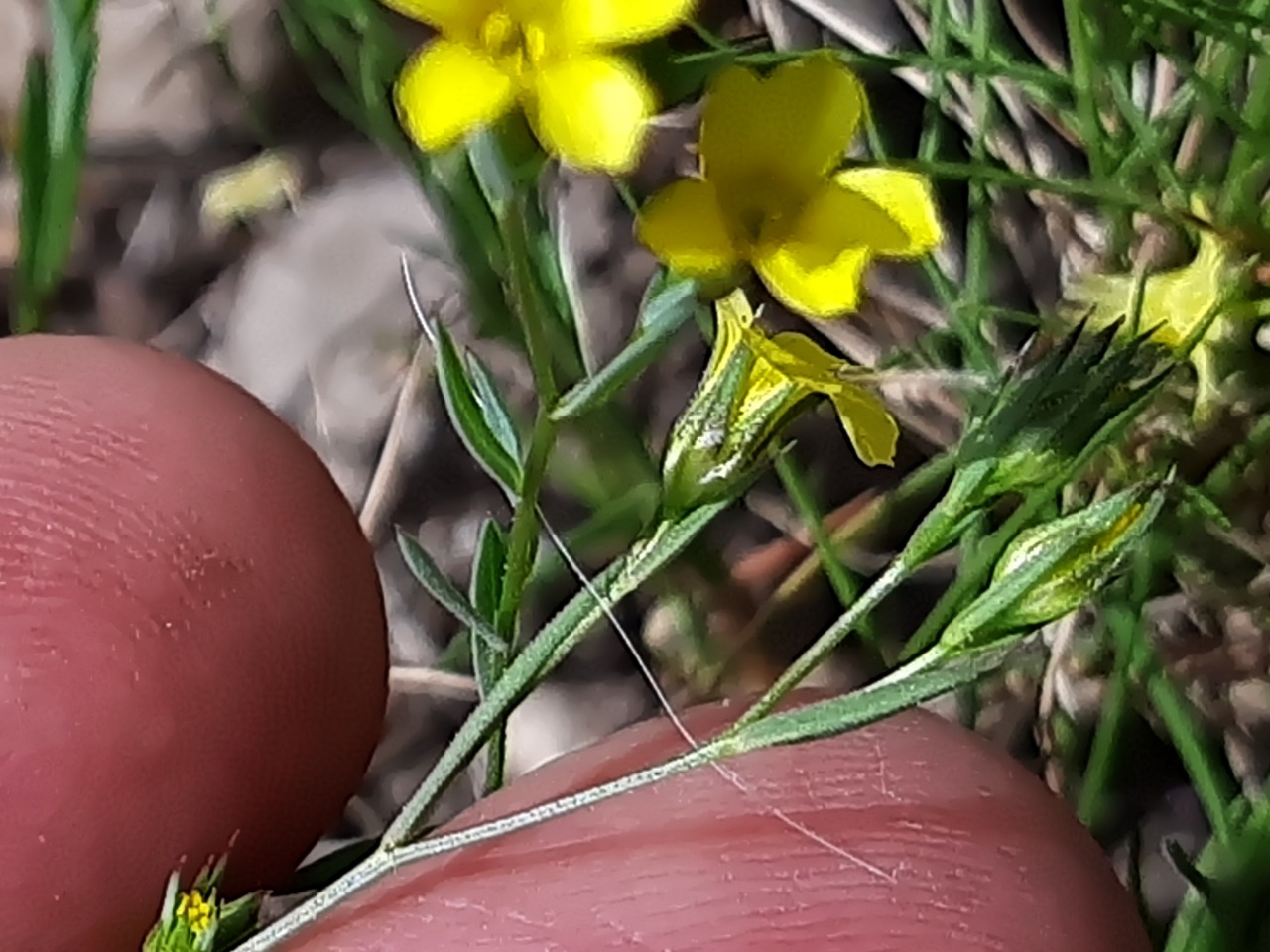 Linum corymbulosum