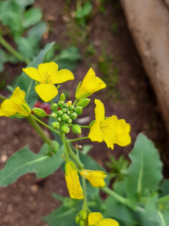 Brassica napus var. napus